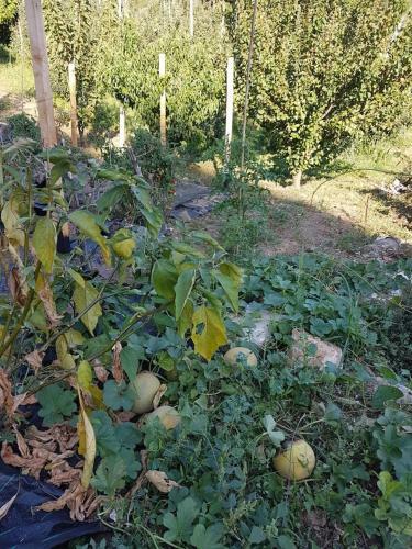 Holiday Home Dionysis