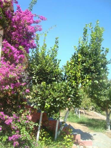 Apartamento Maria's Houses
