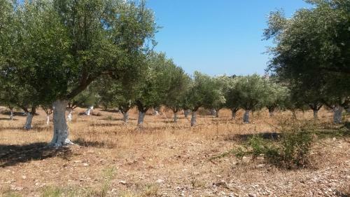 Agroturismo Memicottage