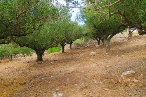 Agroturismo Petrakis Cretan Homes