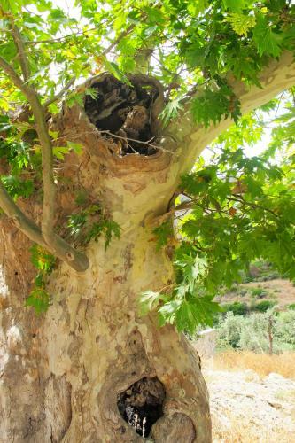 Agroturismo Petrakis Cretan Homes