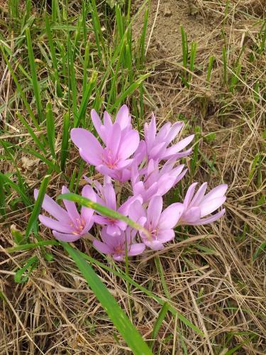 Apartman Skender 3* Ravna Gora
