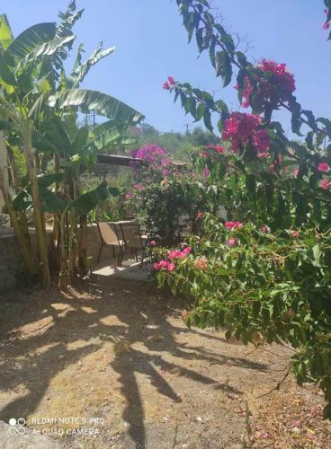 Aglaia House