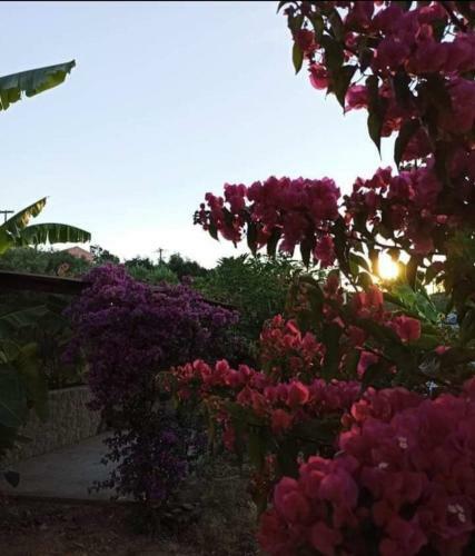 Aglaia House