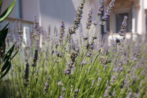 Apartamento Dijana
