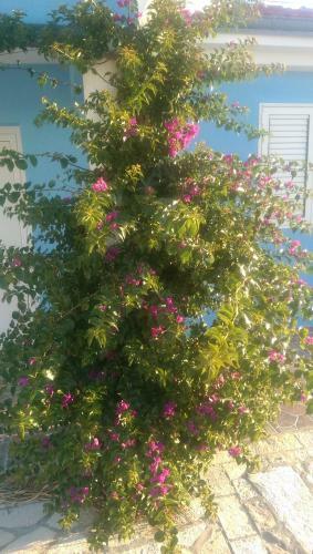 Apartamentos Holiday Home Ankica