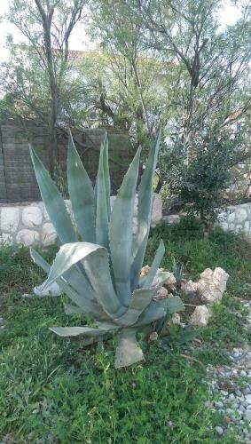 Apartamentos Holiday Home Ankica