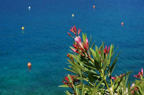Studio Apartment Michelle - Intermezzo With Sea View