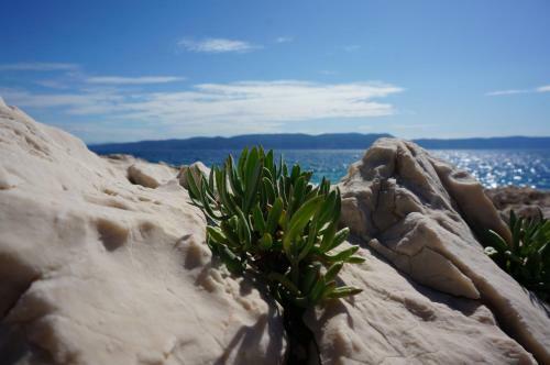 Apartment Lucille - Intermezzo In Center Of Rabac