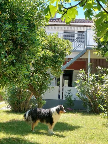 Apartamento .....und Der Hund Darf Mit