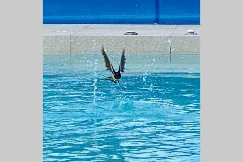 Villa Eni Medulin Sisan Heated Pool