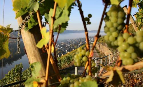 Hostal Wein Und G�stehaus H�ls
