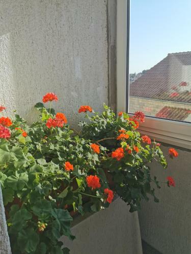 Apartmani Luketa