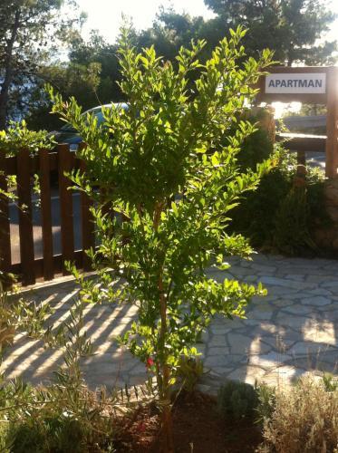 Apartmani Kamenik