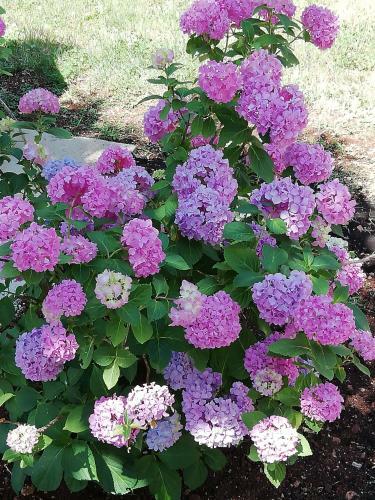 Apartmani Palmas Rijeka