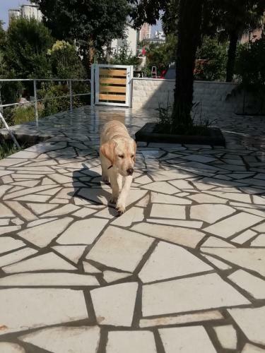 Apartmani Palmas Rijeka