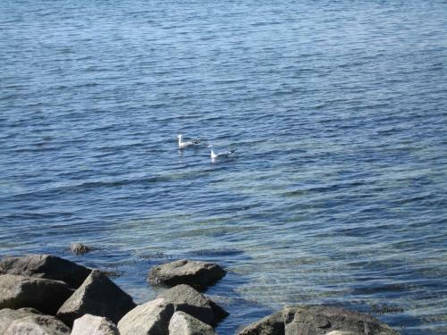 Apartamento D�nennische Stranddistelweg