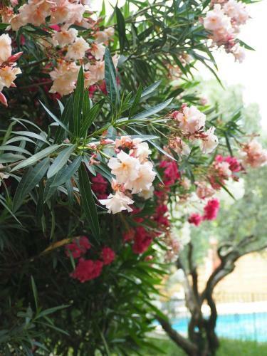 Bed & Breakfast La Bastide Des Pins