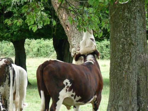 Bed & Breakfast L'etape Normande