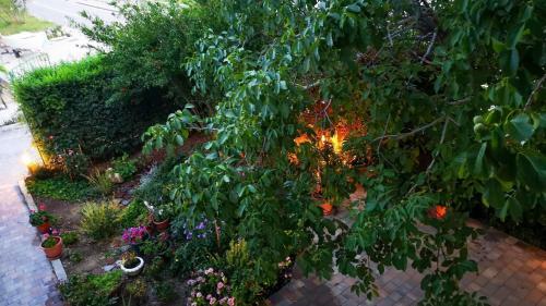 Hostal Apartments Olive