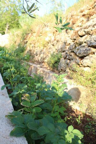Mary's Garden