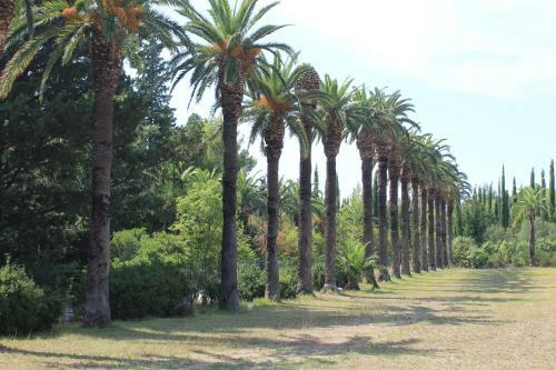Apartments Platana