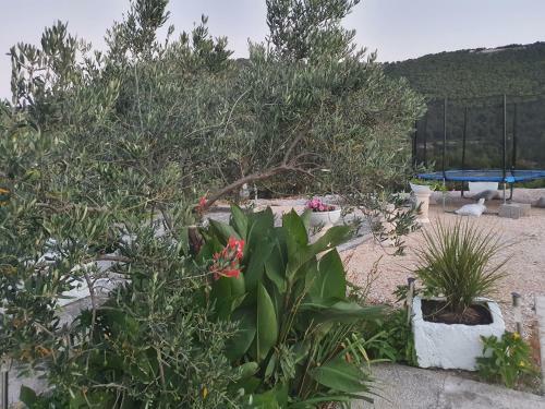 Apartman Mare