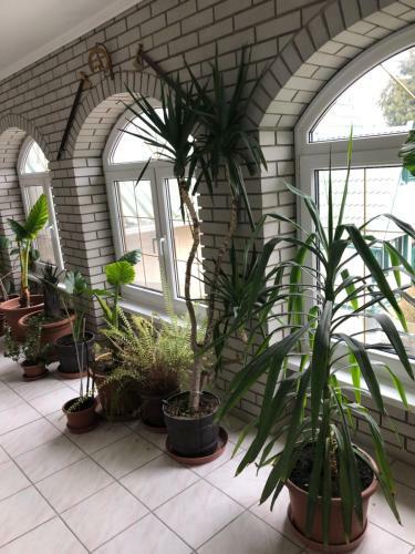 Bed & Breakfast Tiszavir�g Panzi� �s �d�l?k�zpont