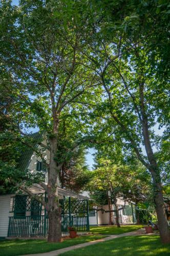 Bed & Breakfast Tiszavir�g Panzi� �s �d�l?k�zpont