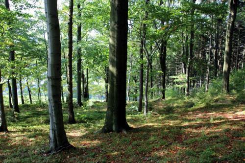 Apartamento Ferienwohnung Am Kieferberg