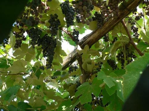 Bed & Breakfast La Quercia E Il Gelso
