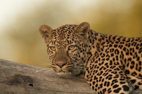 Lodge Kruger Shalati - The Train On The Bridge