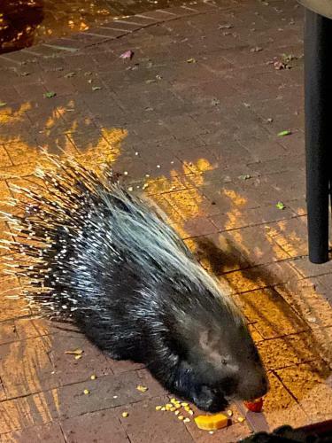 Apartamento Porcupine Walk