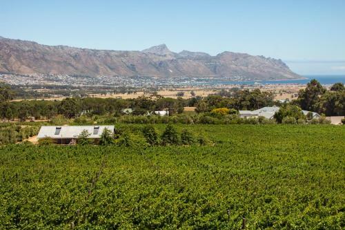 Vineyard Manor At 13 Vines