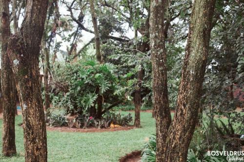 Hostal Bosveldrus Gastehuis