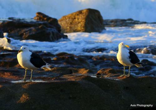 Apartamento Laguna 75
