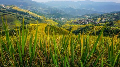 Longji Terrace Lavie Backpacker Hostel