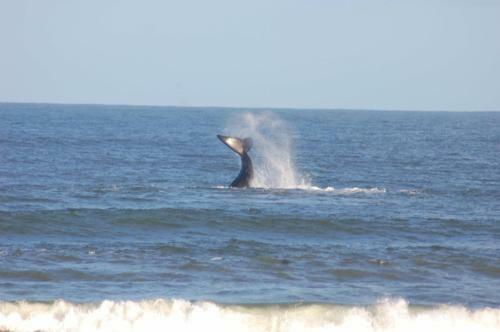 Kaiha (witsand, Western Cape)