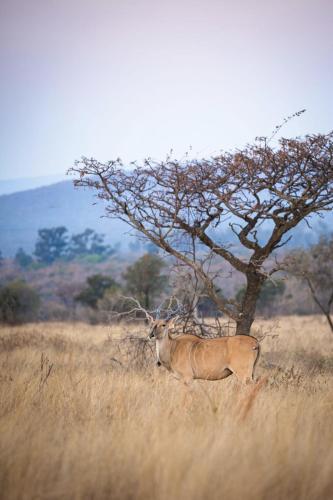 Villa Tholo Manzi Private Game Farm