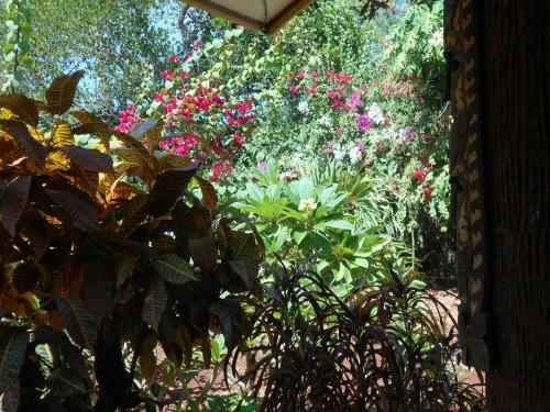Hostal Jungle Flower Guest House