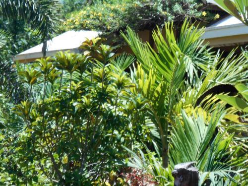 Hostal Jungle Flower Guest House