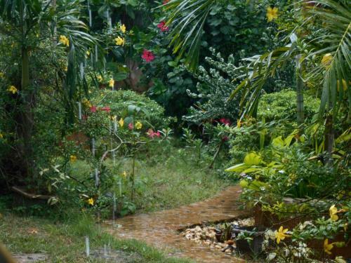 Hostal Jungle Flower Guest House