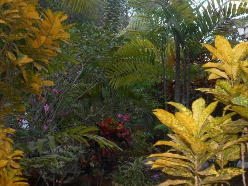 Hostal Jungle Flower Guest House