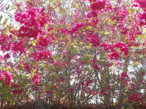 Hostal Jungle Flower Guest House
