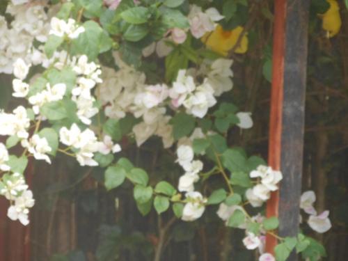 Hostal Jungle Flower Guest House