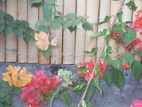 Hostal Jungle Flower Guest House