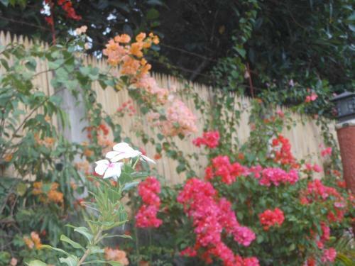 Hostal Jungle Flower Guest House