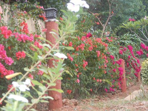 Hostal Jungle Flower Guest House