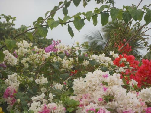 Hostal Jungle Flower Guest House