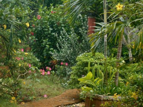 Hostal Jungle Flower Guest House